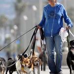 Выгул собак в Мариуполе