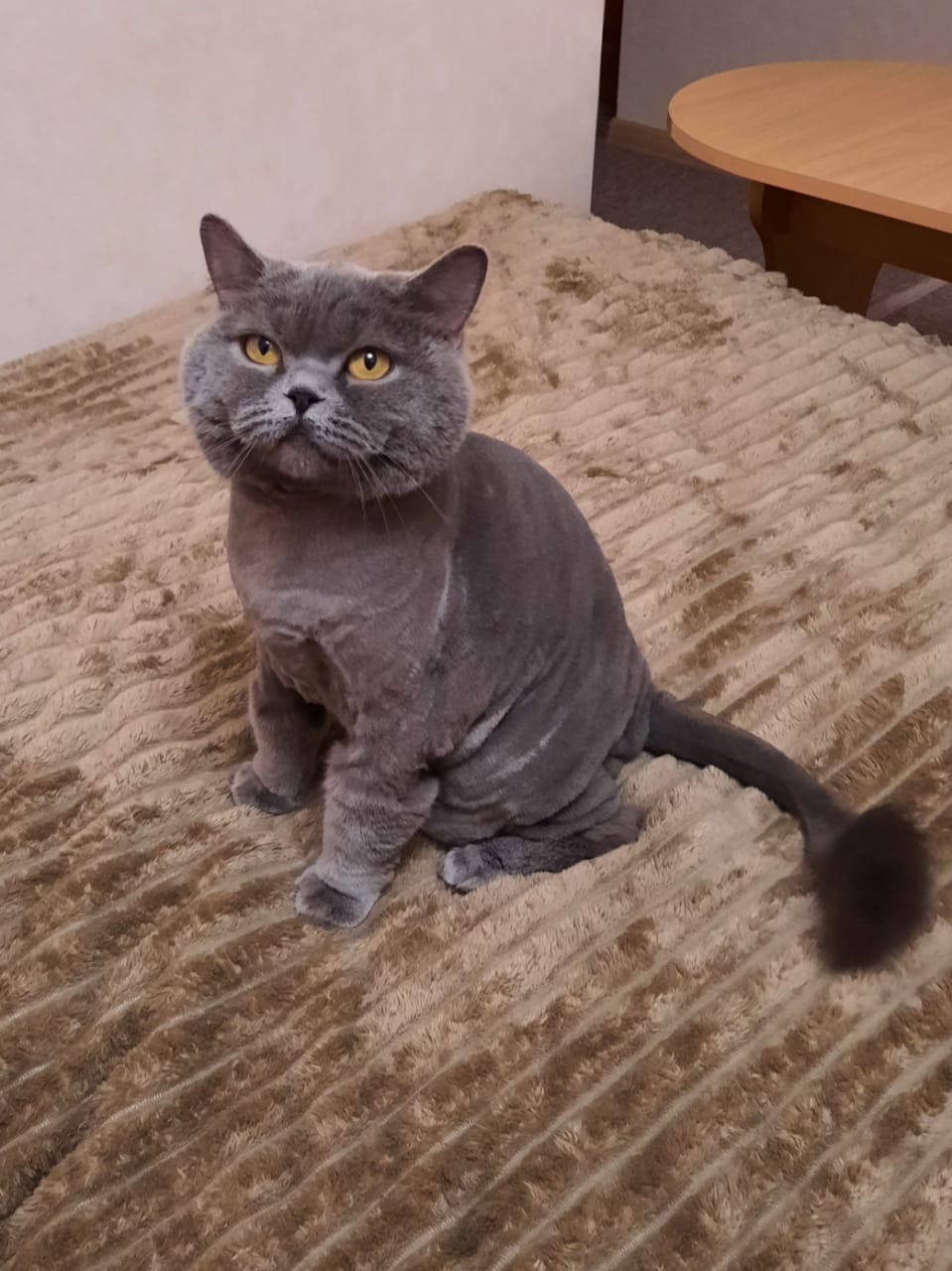 Фото Стрижка кота, полчаса ушло на стрижку