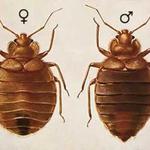 Обработка от Клопов 