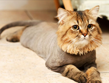 Фото Стрижка котов любой сложности. Опытный мастер! 4