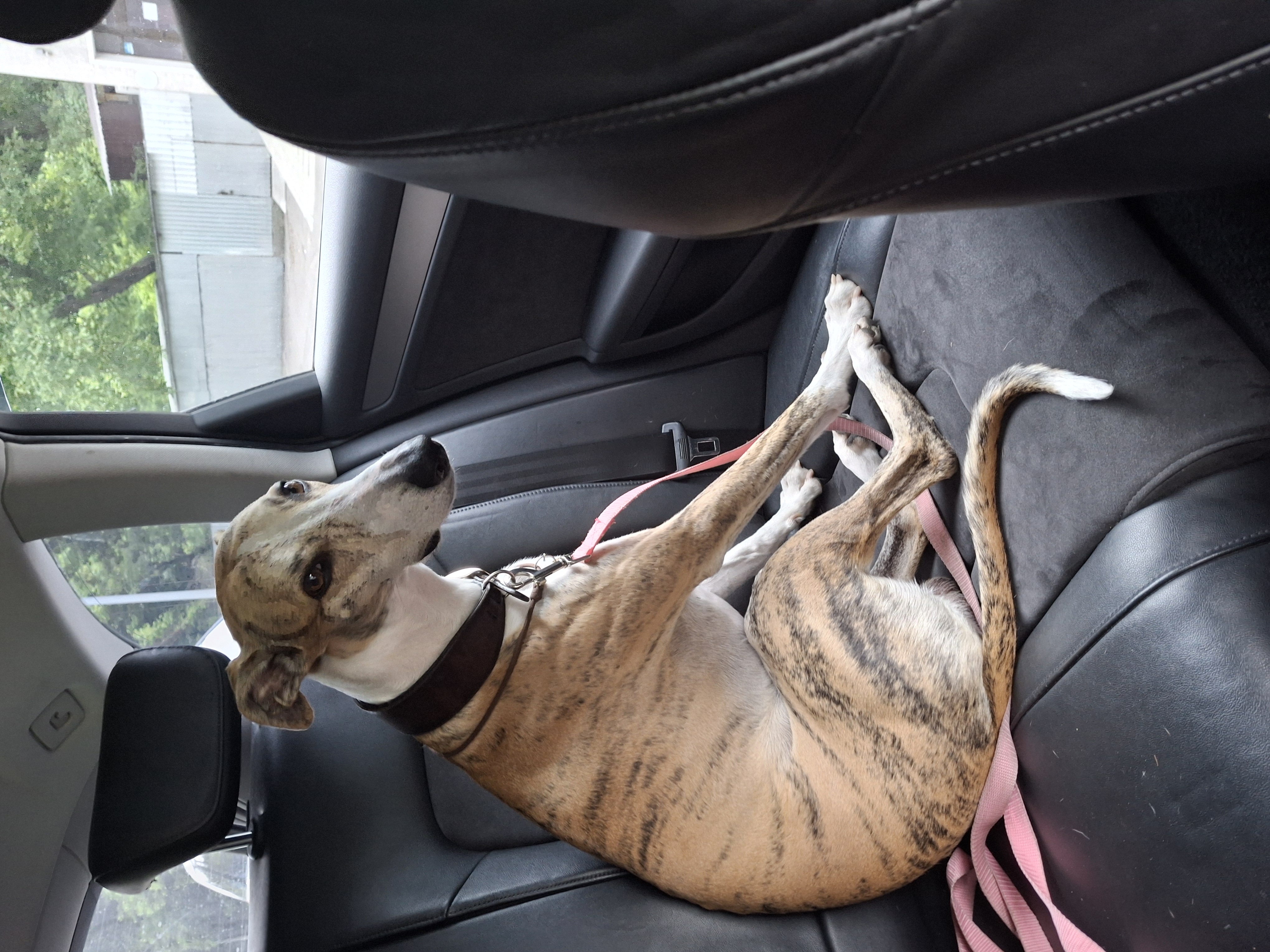 Фото Наш постійний, супер слухняний відвідувач, з котрим пройшли купу пригод і з радістю зустрічаємось знову і знову. 