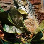 Обслуживание террариумов