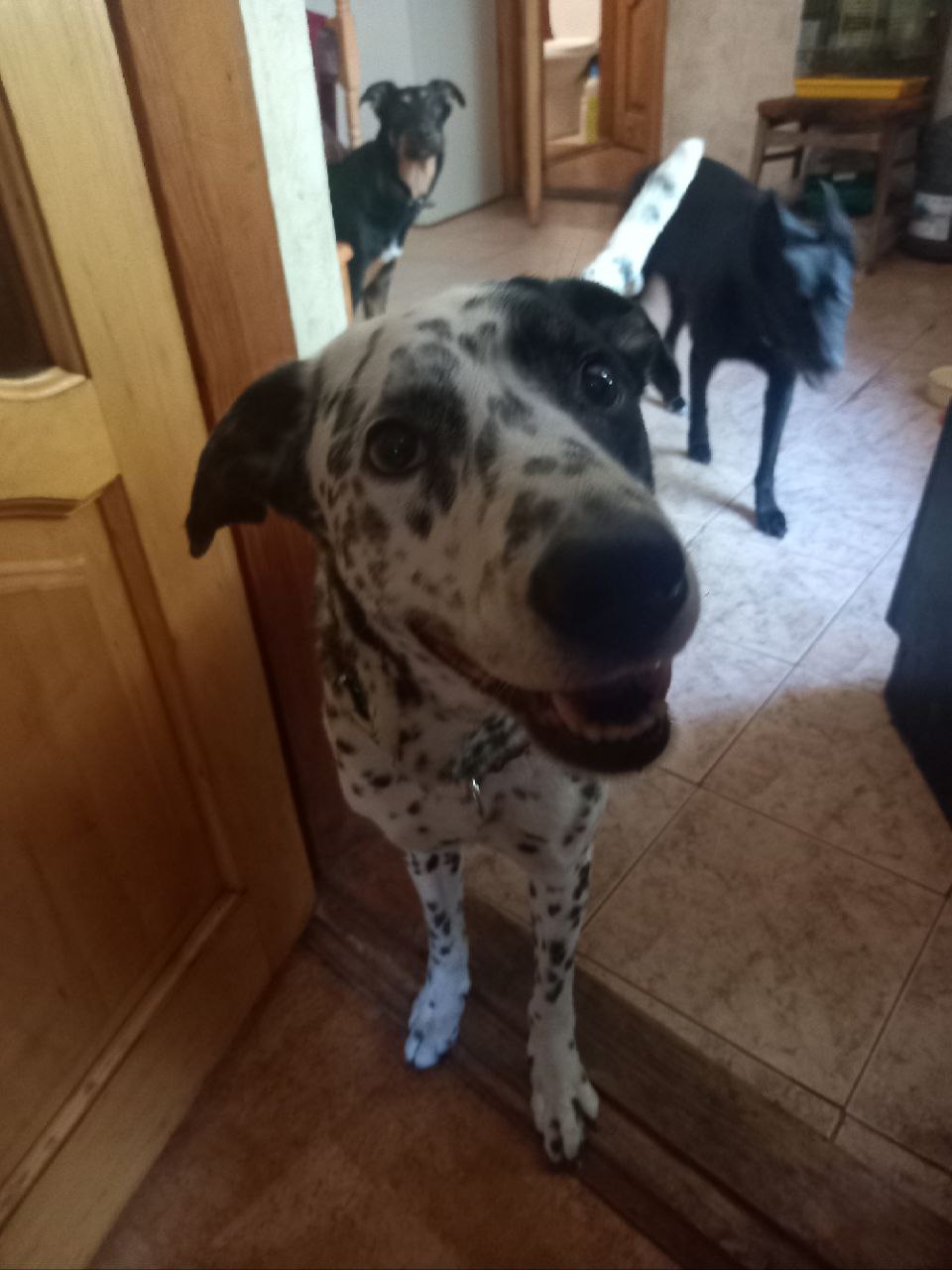 Фото Долматинець Джек