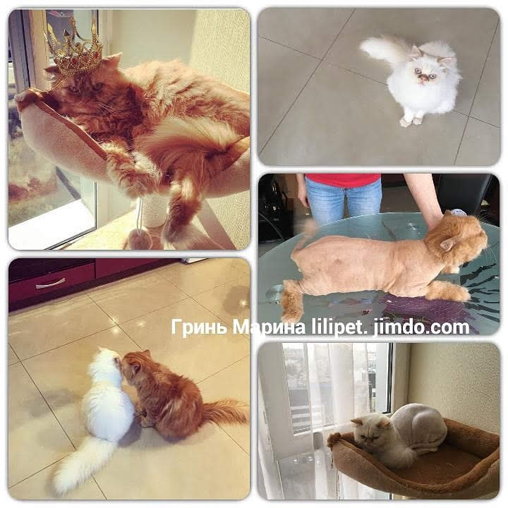 Фото Стрижка кошек и котов без садации и наркоза 3