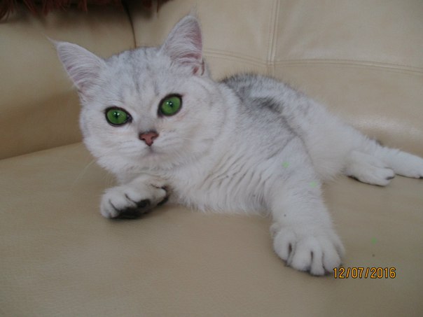 Фото Вязка кошечек. Кот шиншилла серебро. 2
