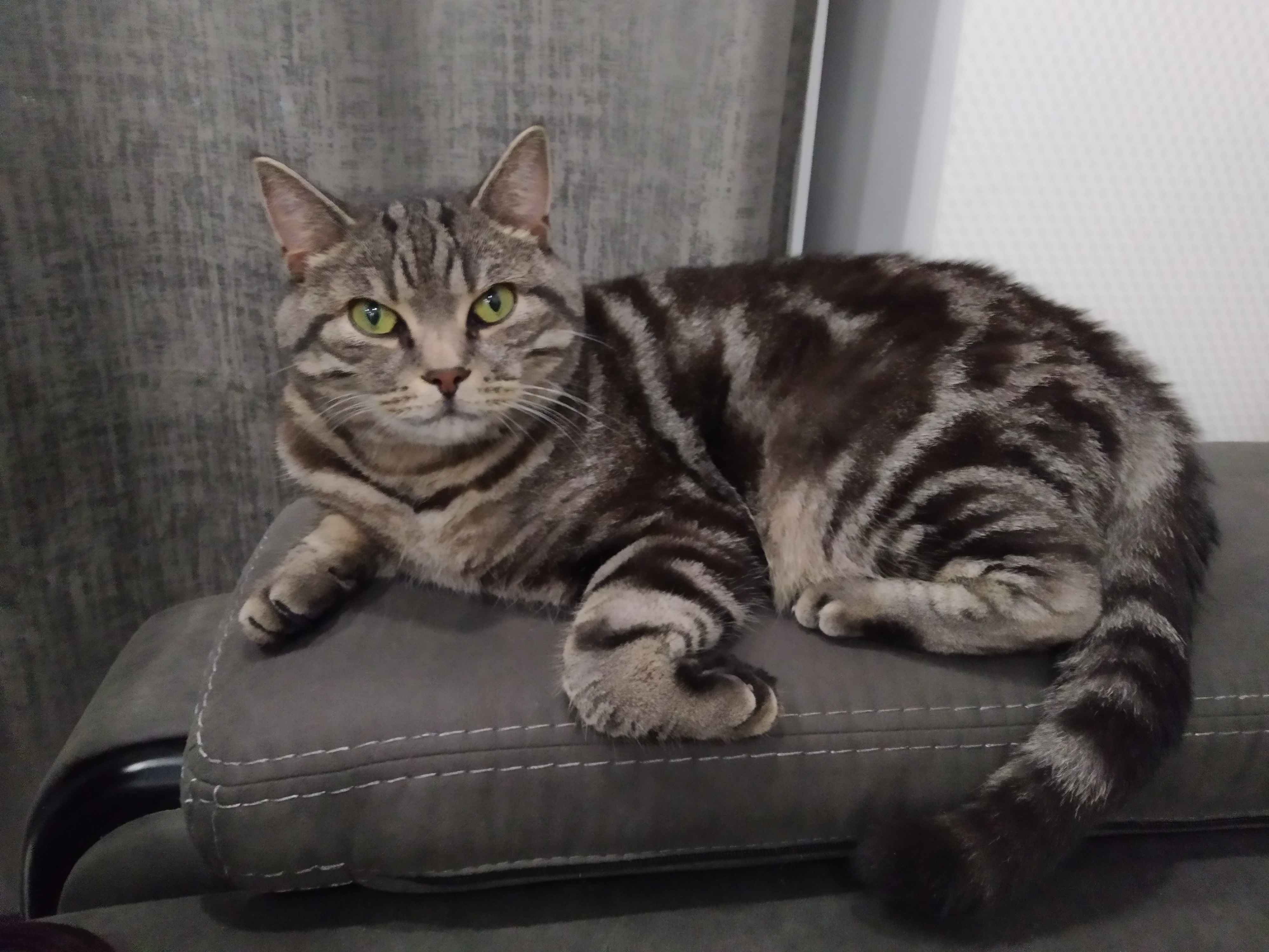 Фото Фараон