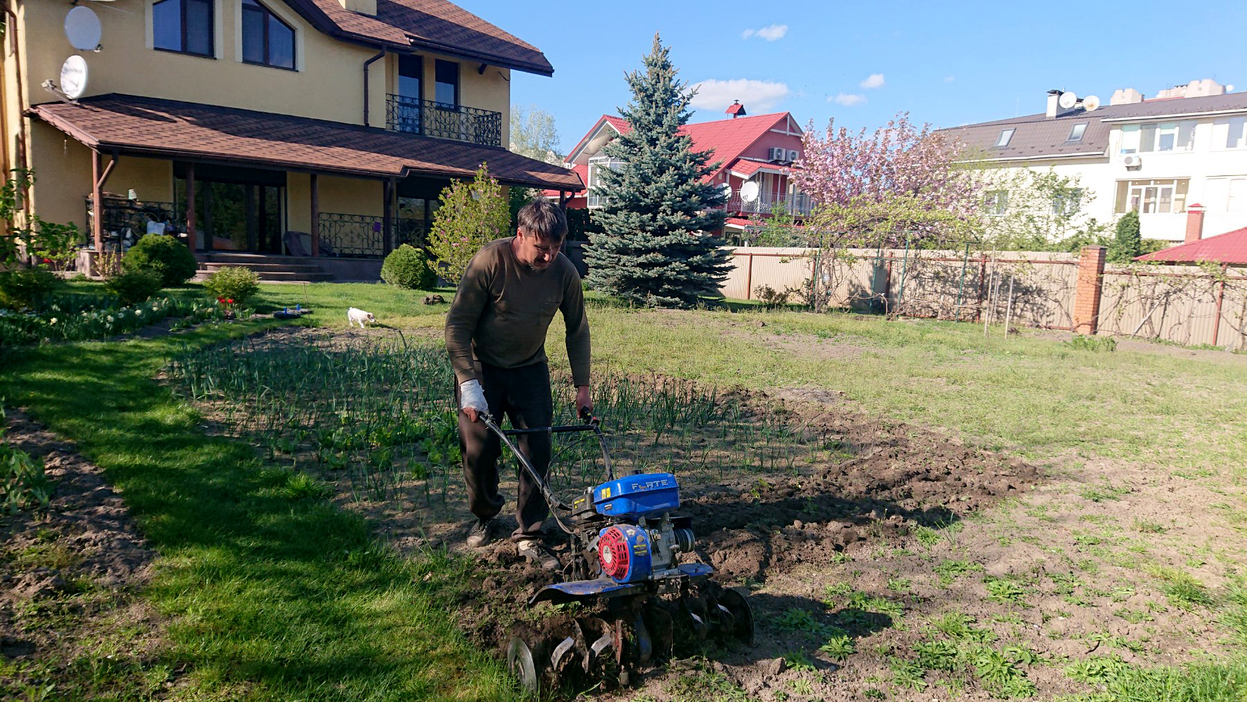 Фото Оранка присадибної ділянки