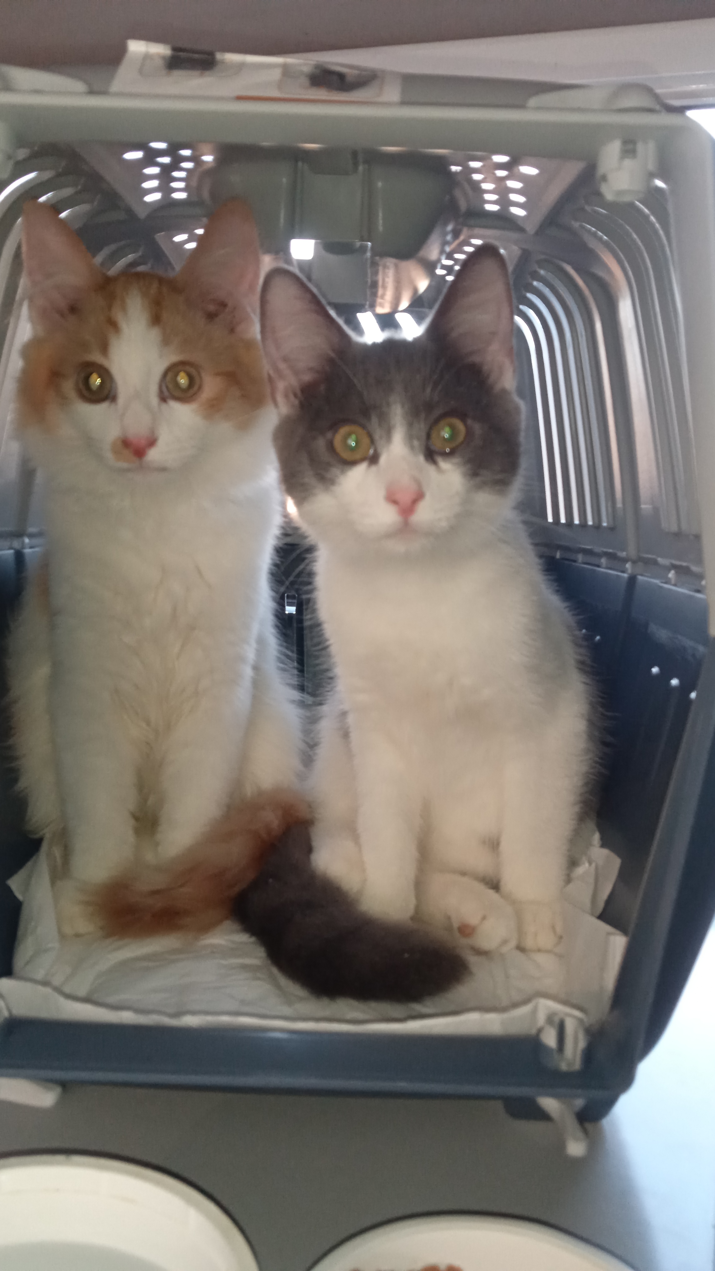 Фото Перевезення Кішок та Собак із Харкова у Київ, Львів, Дніпро 