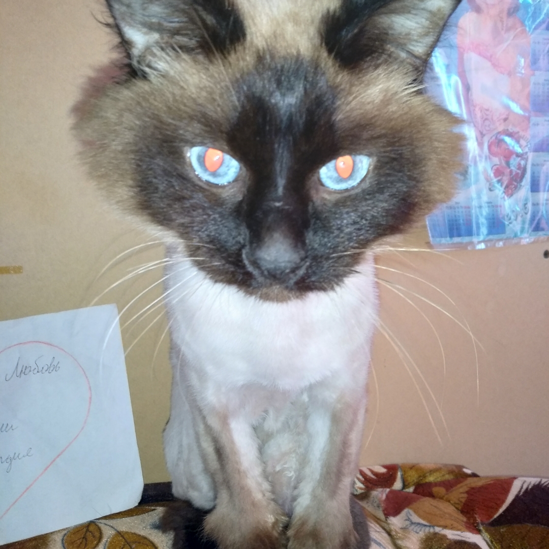 Фото Гостиница для котиков или кошечек. 5