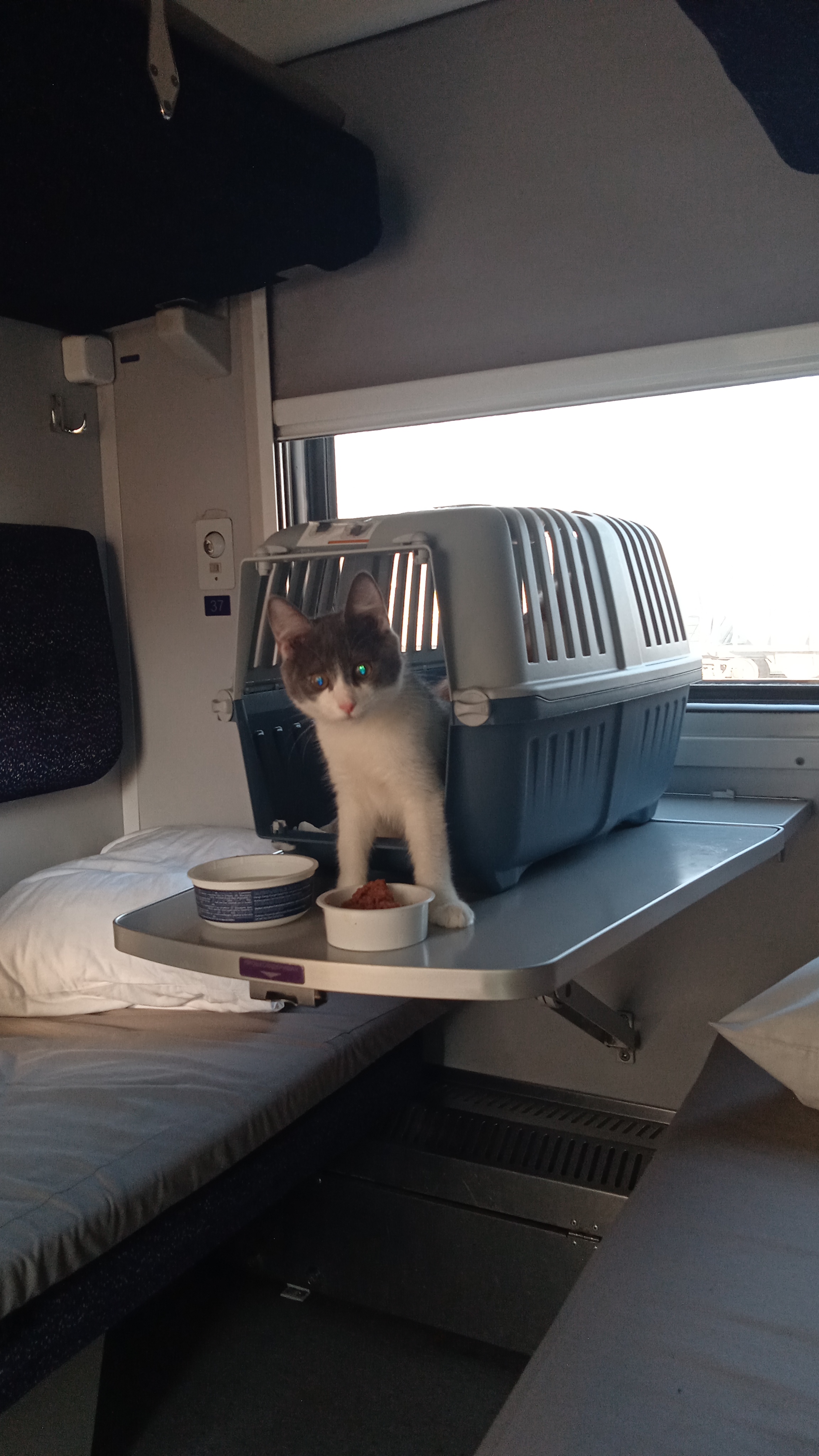 Фото Перевезення Кішок та Собак із Харкова у Київ, Львів, Дніпро 