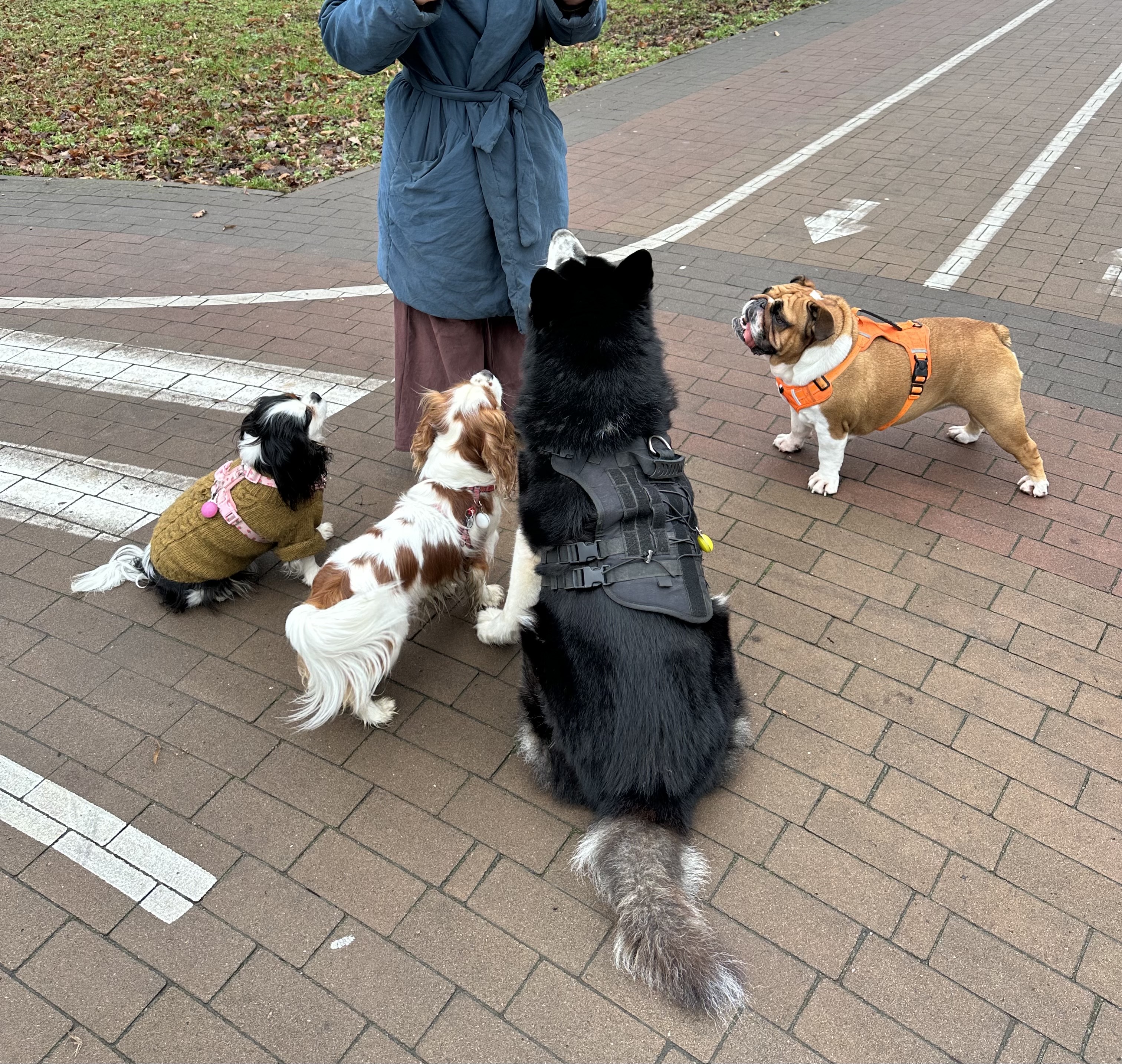 Фото Вигул собаки Кременчук🐶  4