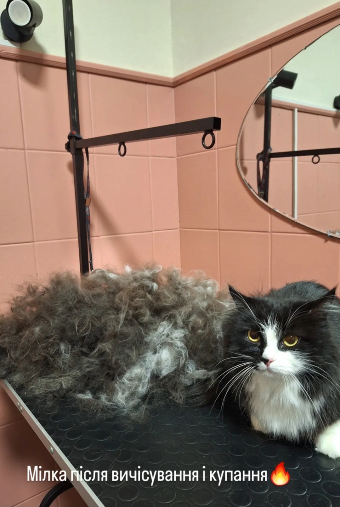 Фото Вичісування котиків 5