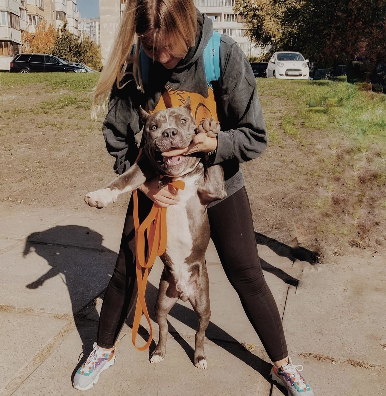 Фото так же Американский Булли уже повзрослел и рад быть некоторые дни со мной 