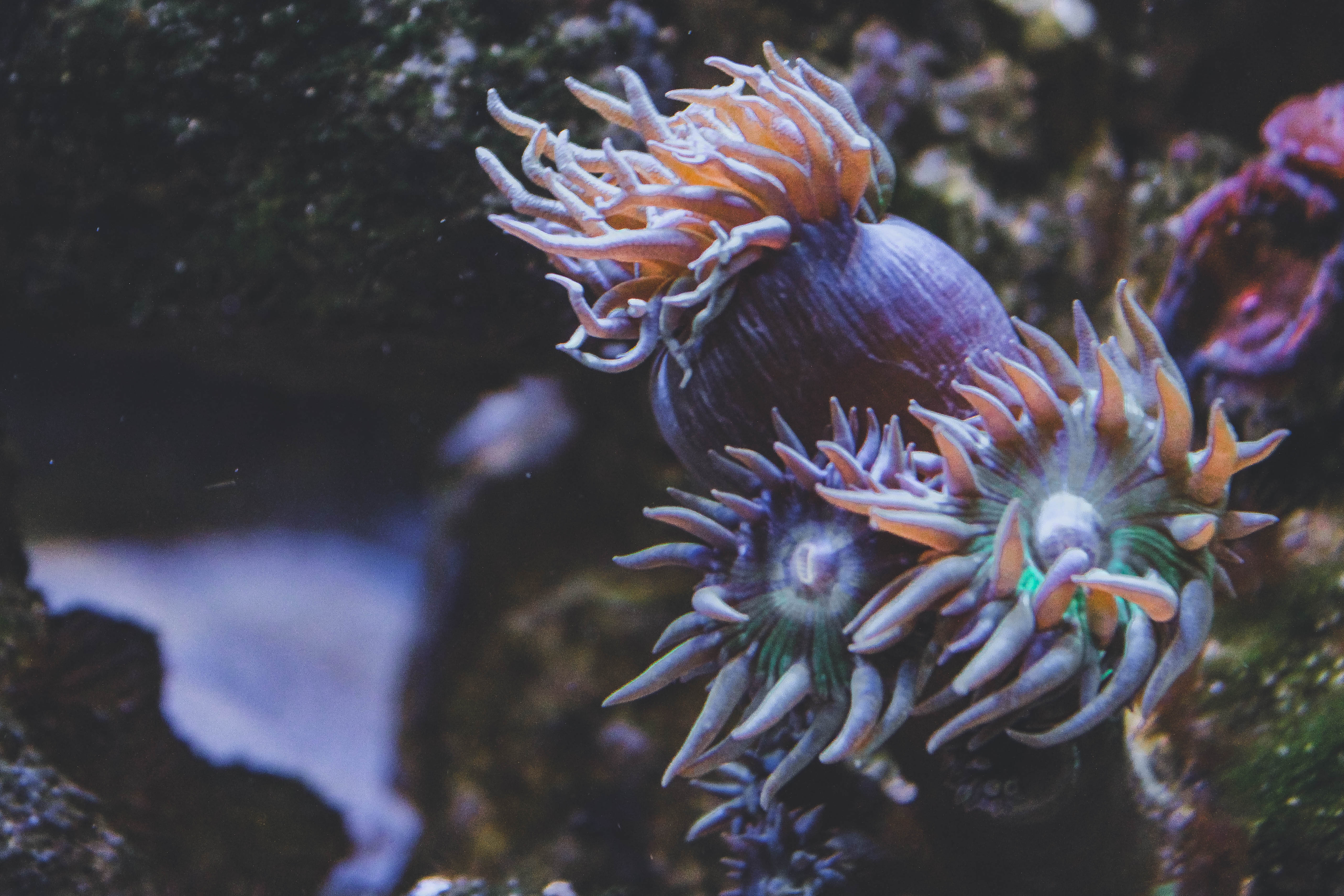 Фото Море. Помощь в содержании 