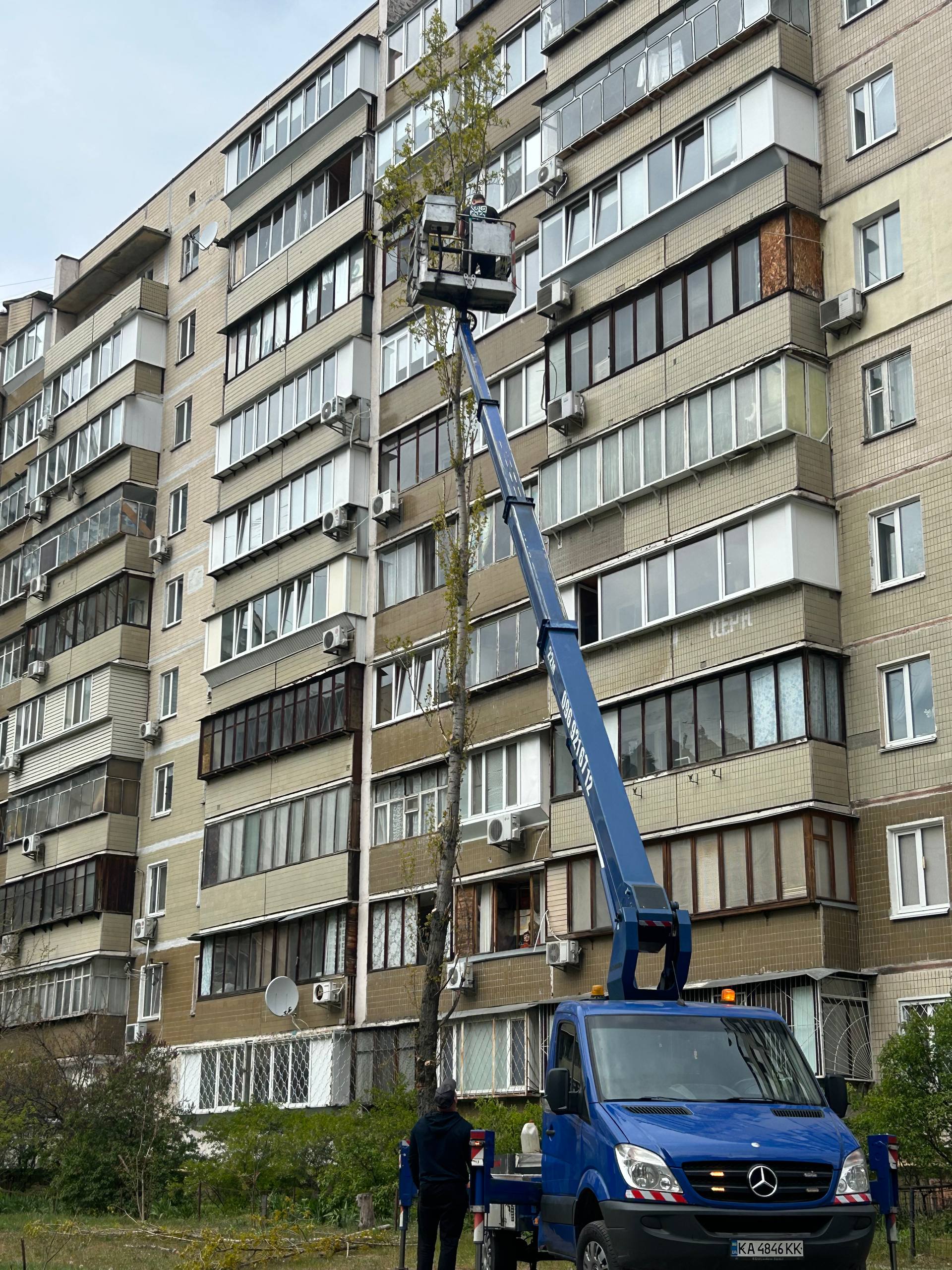 Фото обрезка дерева  