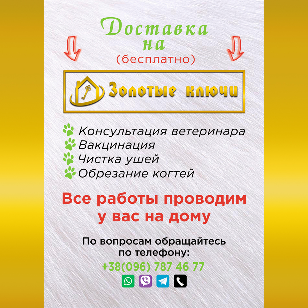 Фото Листовка для зоомагазина (дополнительный вкладыш, односторонний)