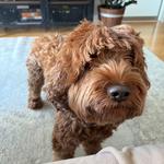 Готель для тварин