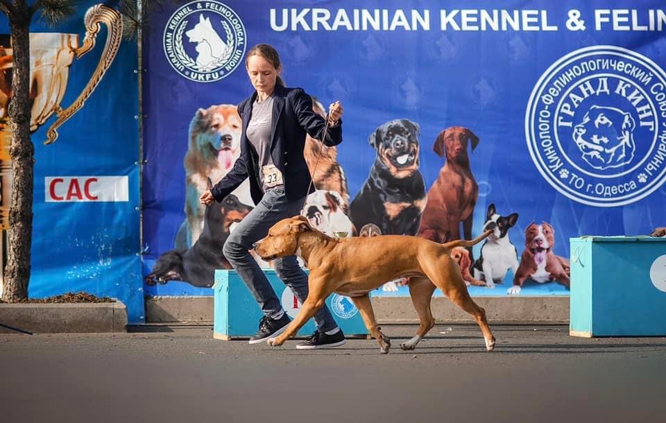 Фото Онлайн-консультації з виховання собак  1