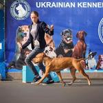 Онлайн-консультації з виховання собак 