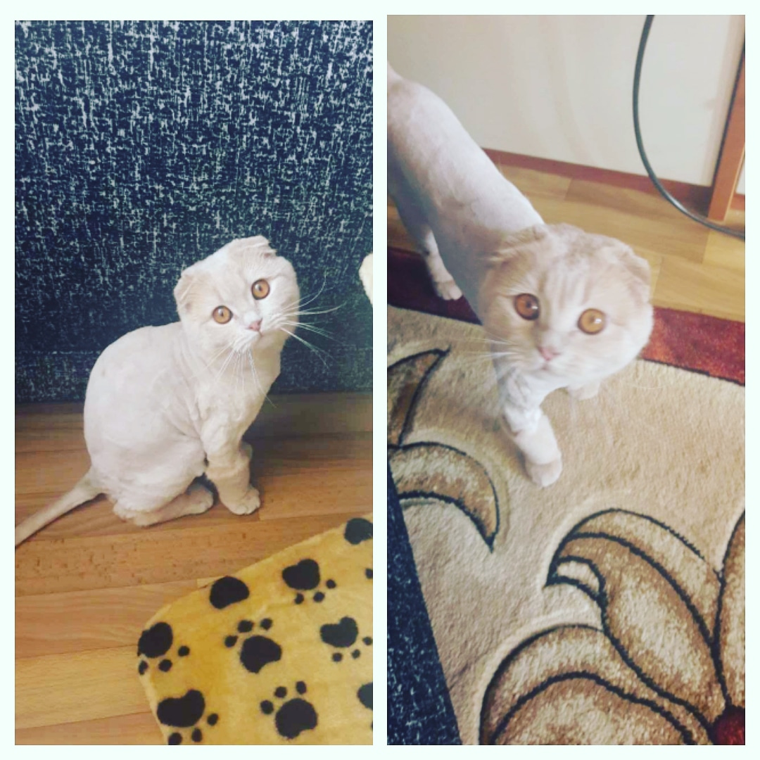 Фото Стрижка котов  1