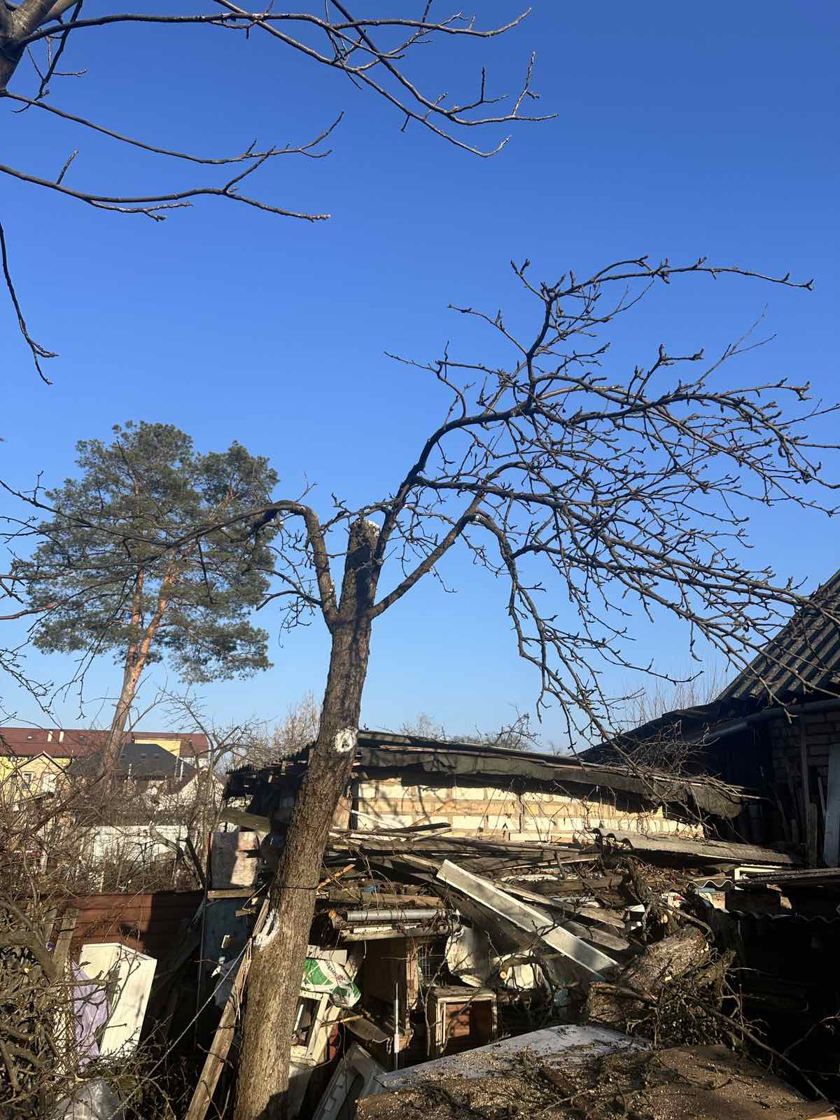 Фото Обрізка старої груші