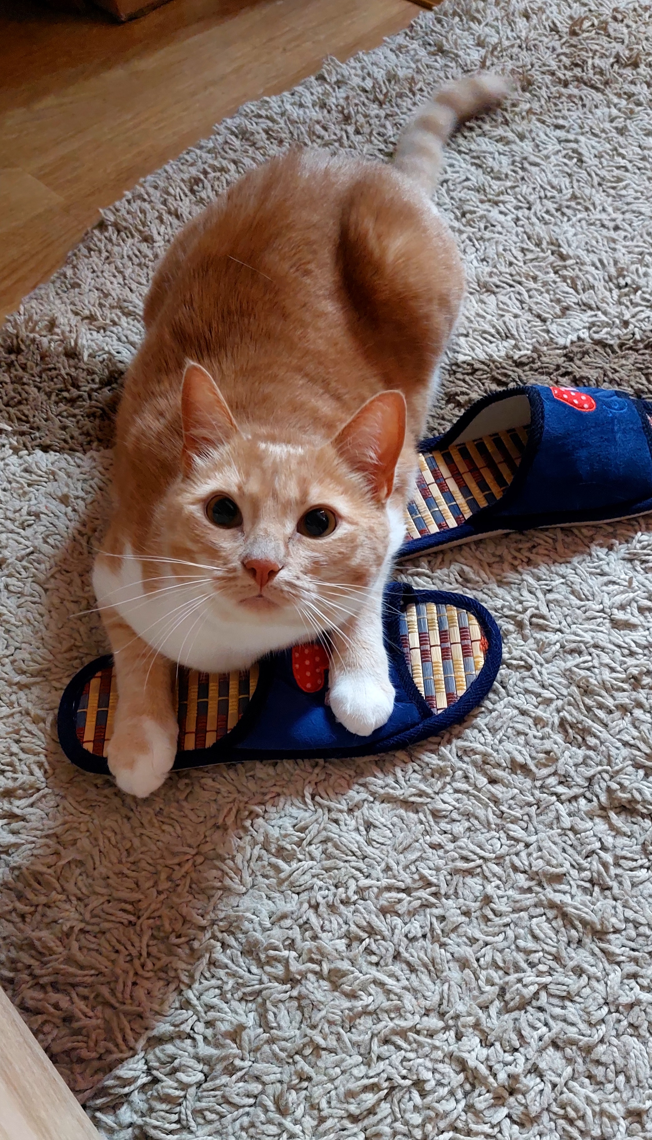 Фото Лара, перетримка