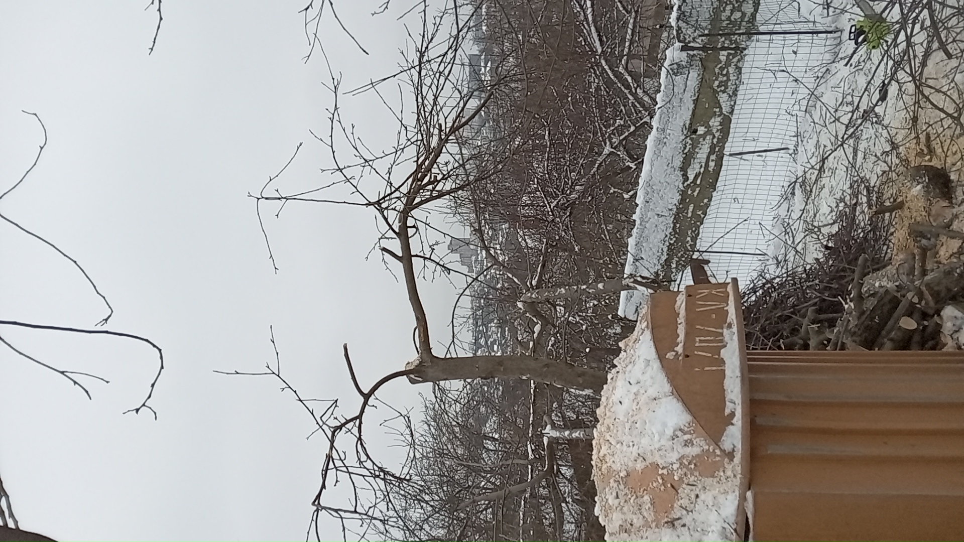 Фото Обрізка плодових дерев 1