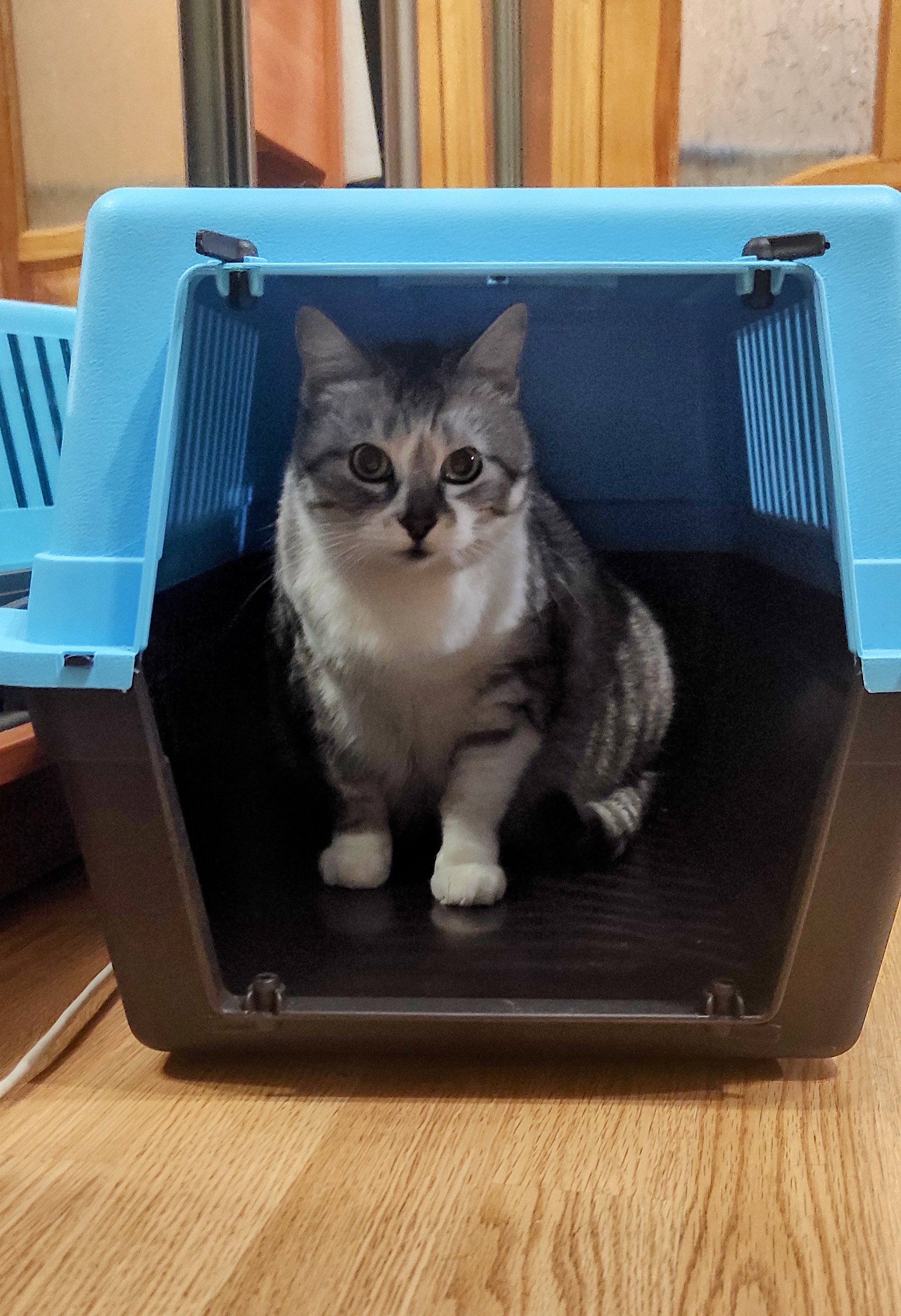 Фото Домашня перетримка тварин, зооготель, зооняня 1