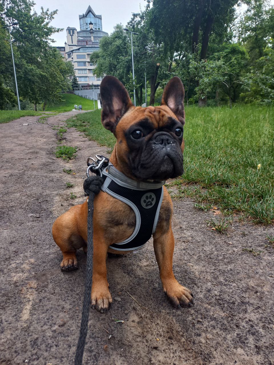 Фото Вигул французького бульдога, 1.5 години