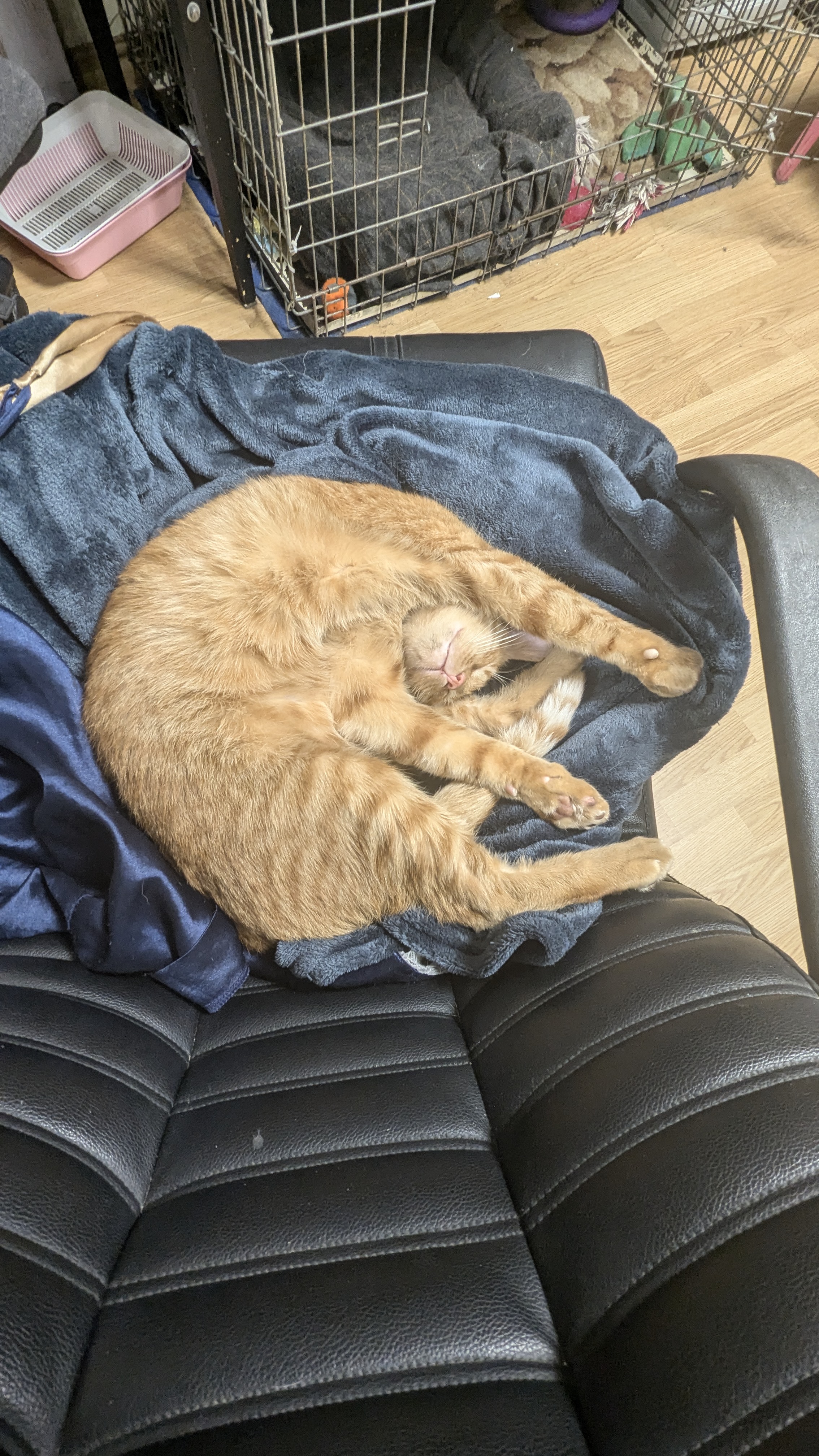 Фото Потягусі
