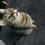 Передержка для животных