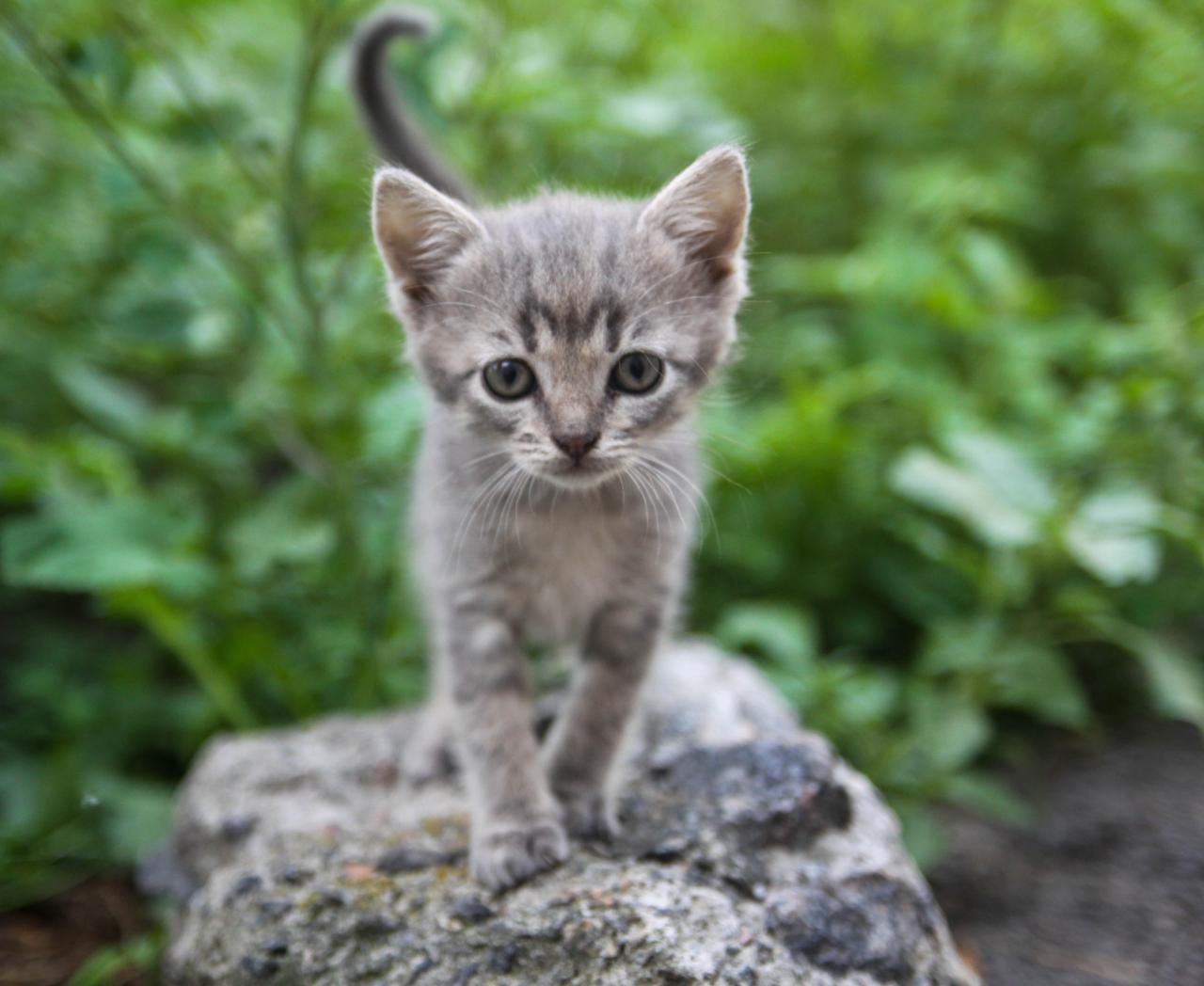 Фото Передержка котенка)
