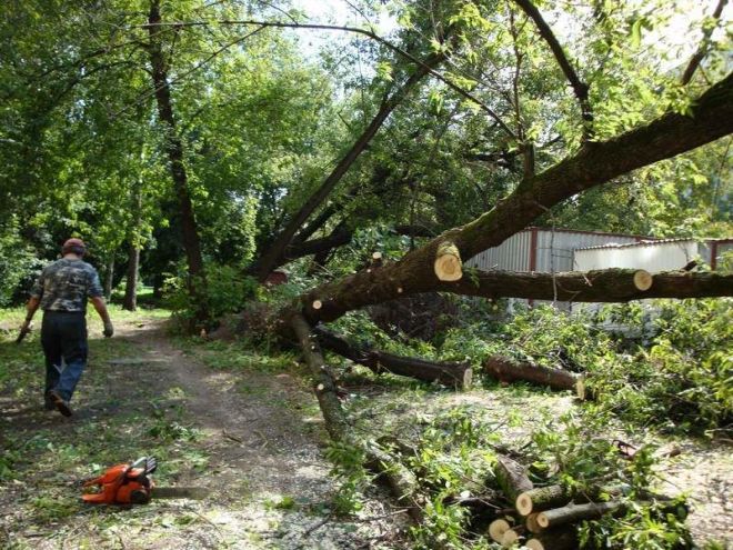 Фото Валка дерева целиком, с предварительной подрезкой веток.