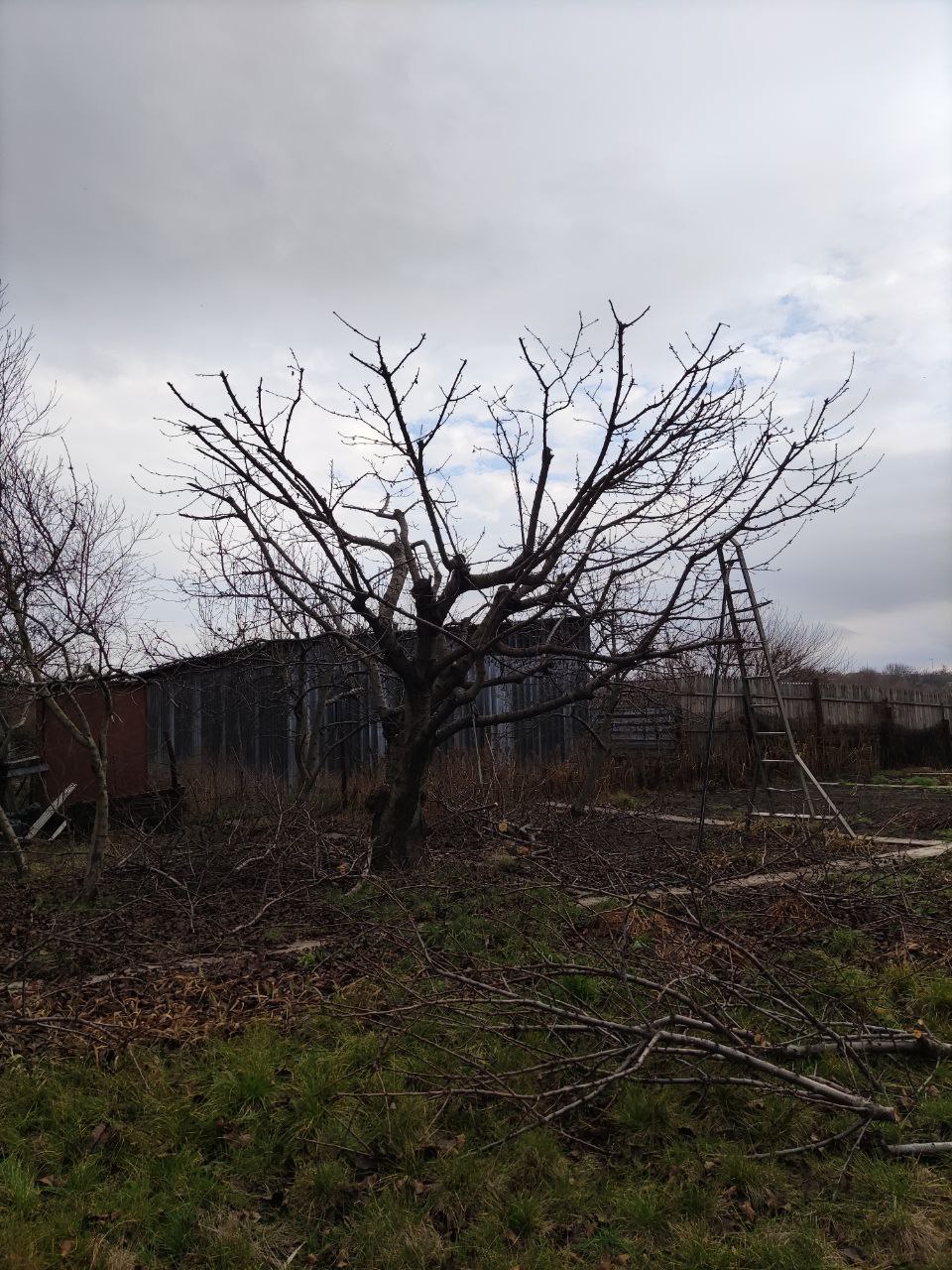 Фото Комплексний догляд за Вашим садом та ділянкою 4