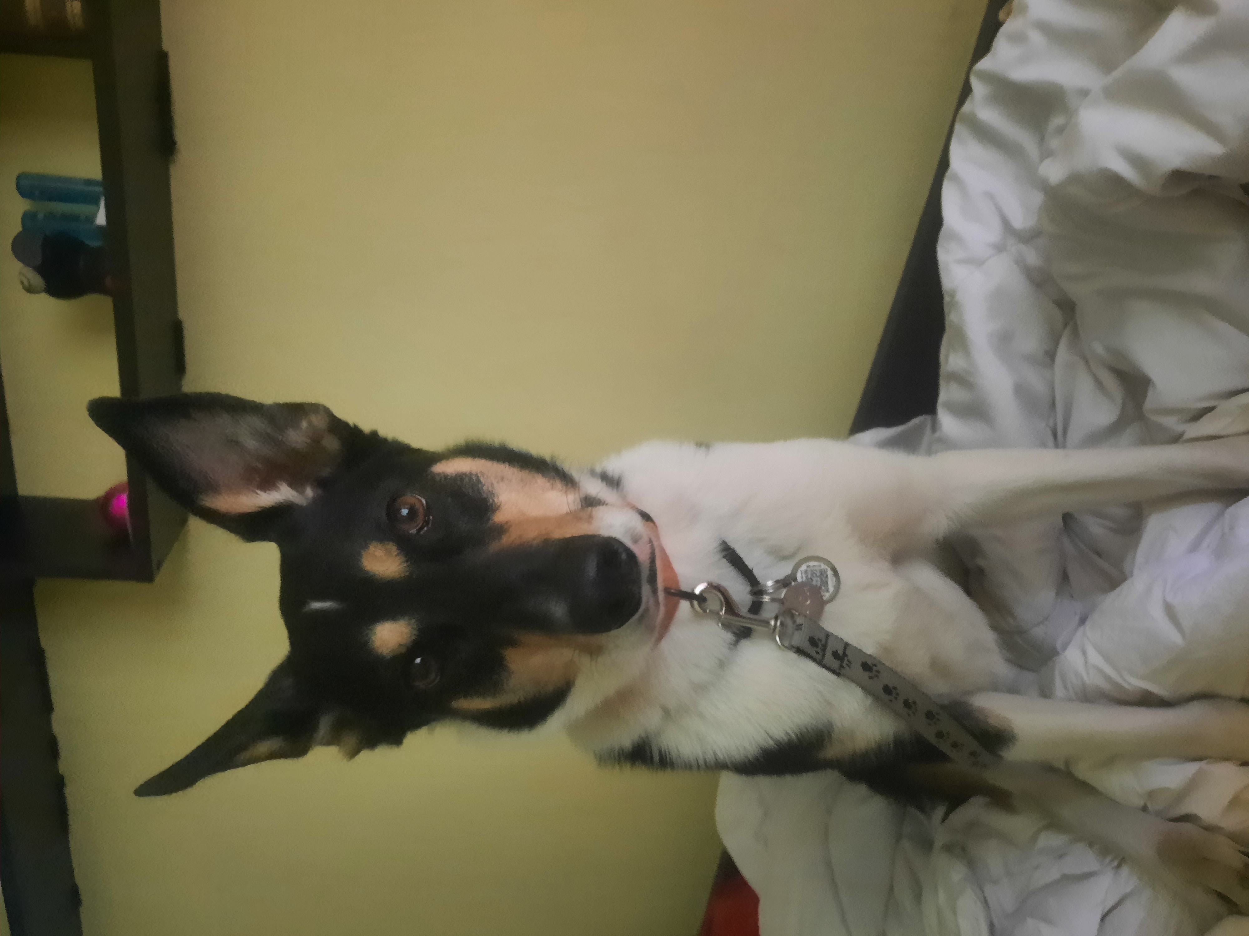 Фото перетримка песика