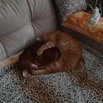 Дуже люблю котиків і киць.