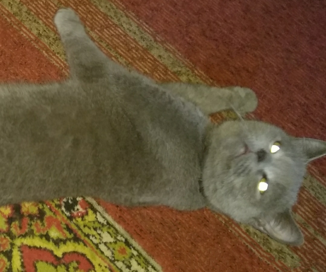 Фото Гостиница для котиков или кошечек. 3