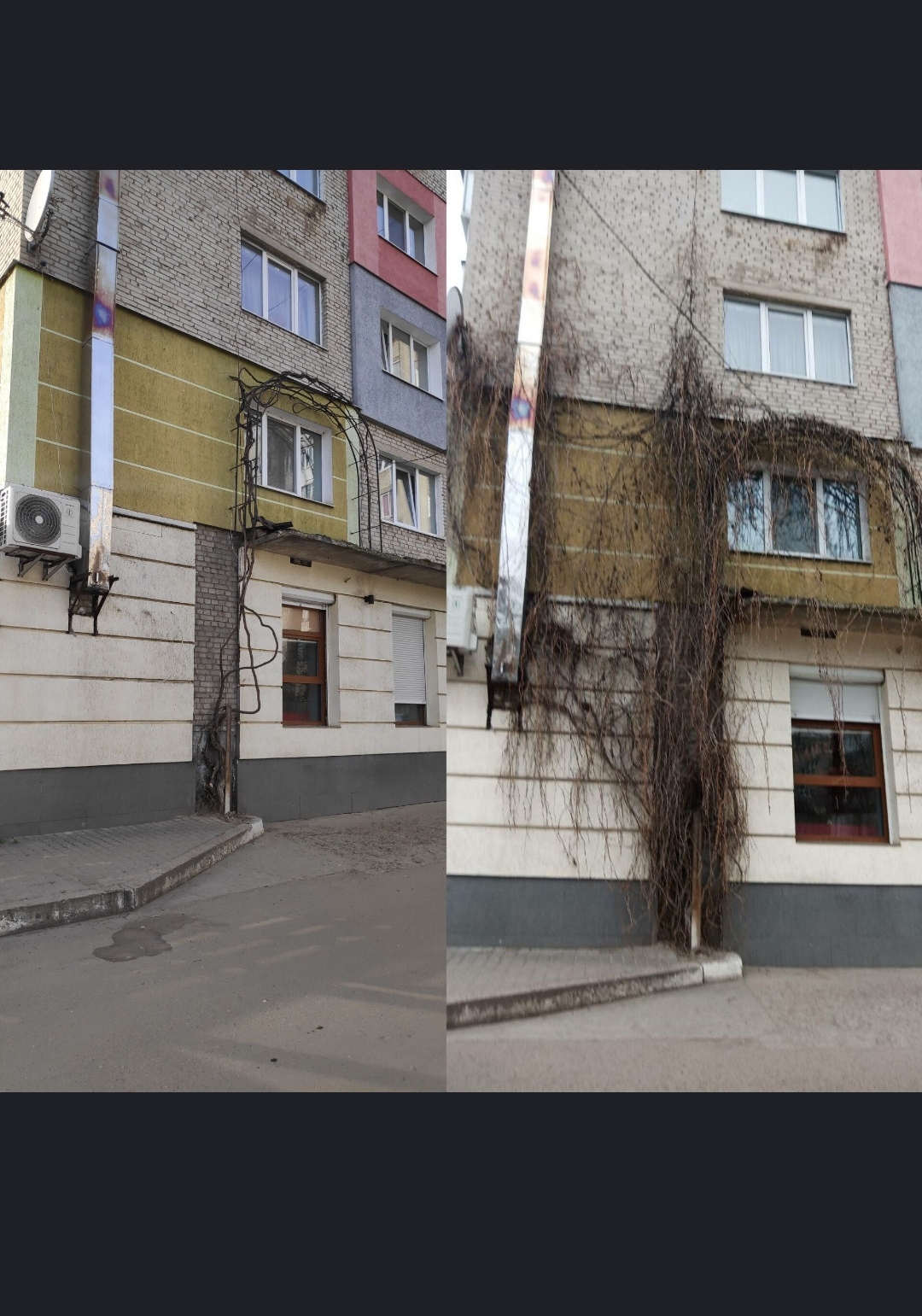 Фото Зрізання аварійних дерев  2