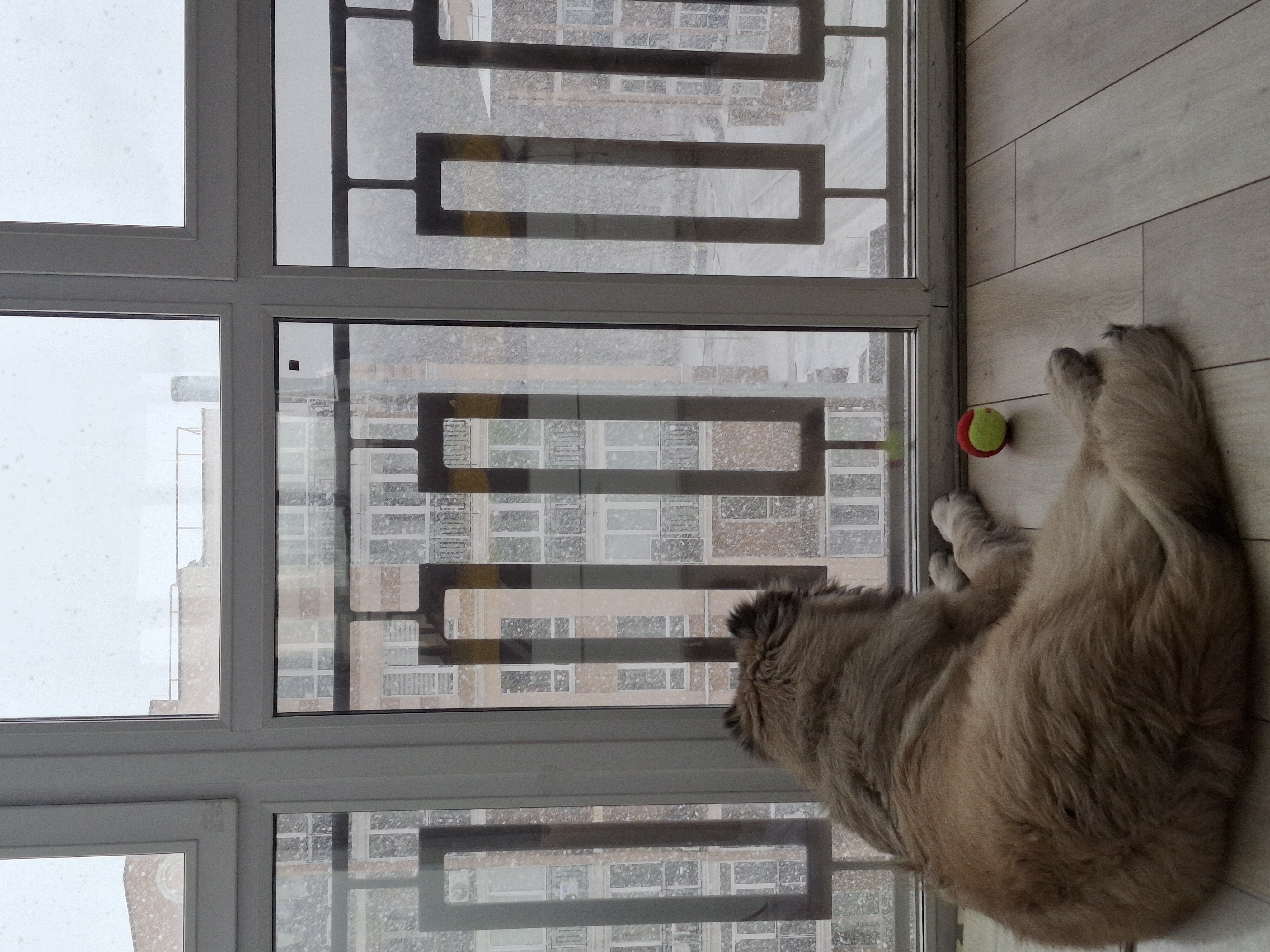 Фото Протягом тижня у нас гостив "Малиш" кавказька вівчарка 9 місяців 47кг. За цей час ми встигли підучити 4-5 команд та полюбити такого милого гіганта.