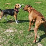 Передержка для котов собак в Киеве- зоотель для животных