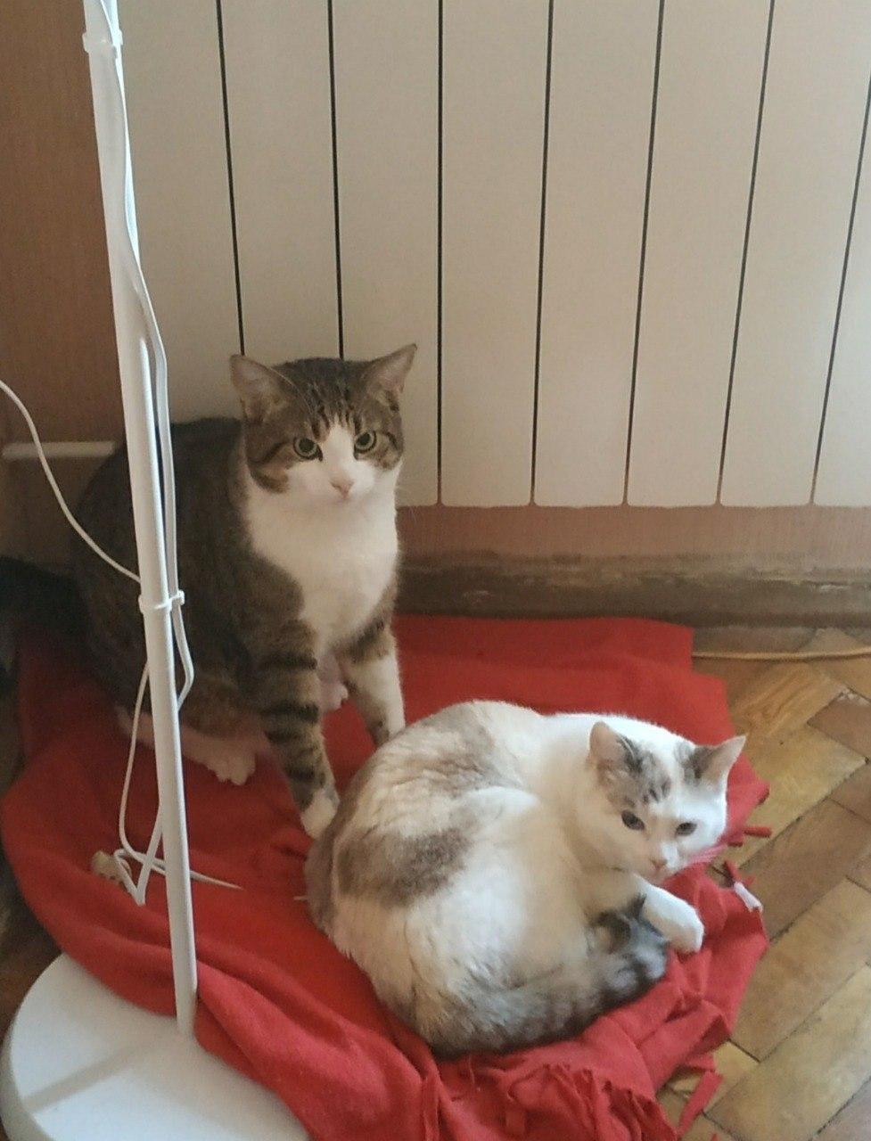 Фото Качественная передержка кошек и собак 3
