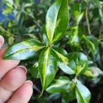 Помогу избавиться от вредителей на Ваших комнатных растениях