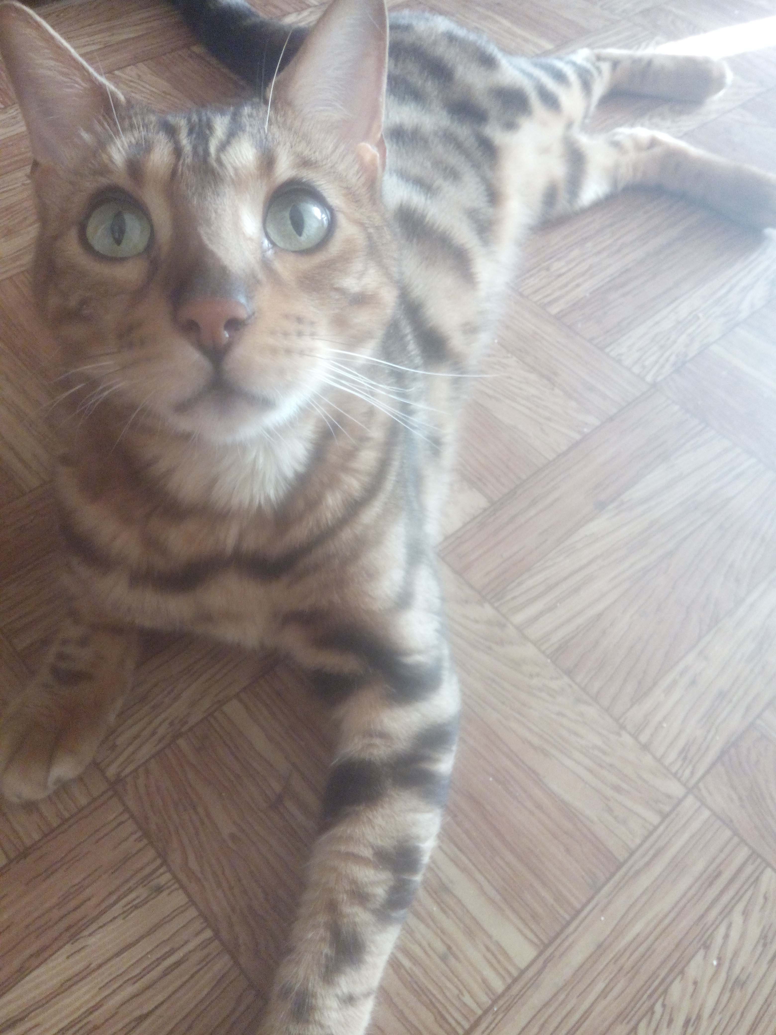Фото Бенгалец Кекс ласковее кота не встречала