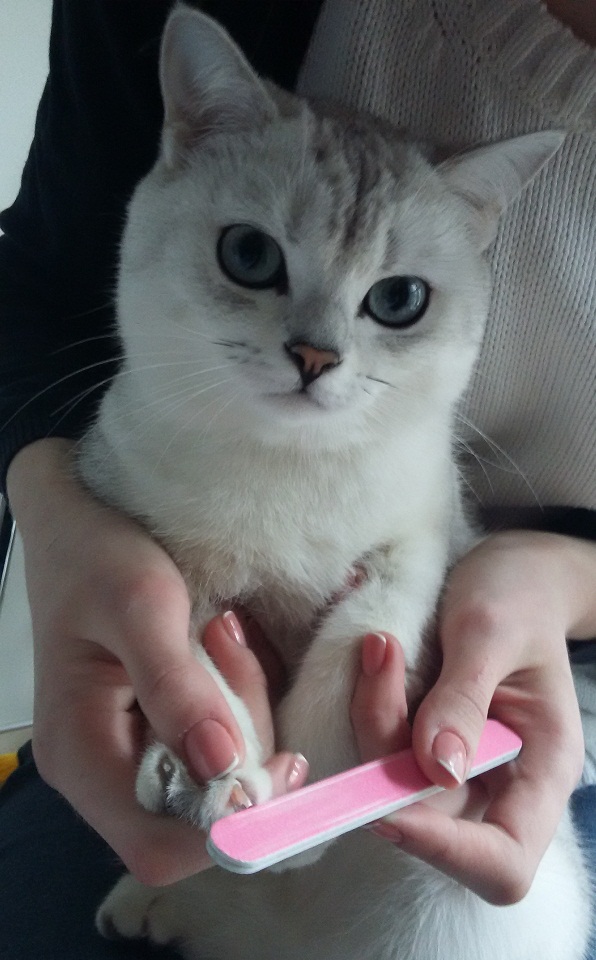 Фото Передержка котов 1