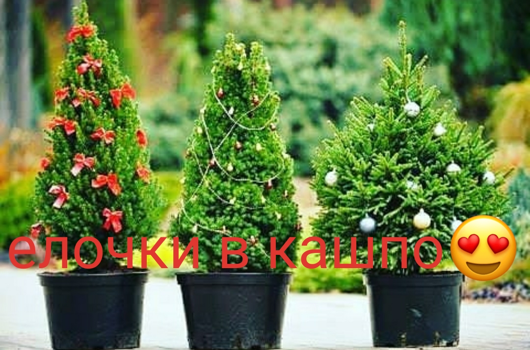Фото Елочки в кашпо! 1