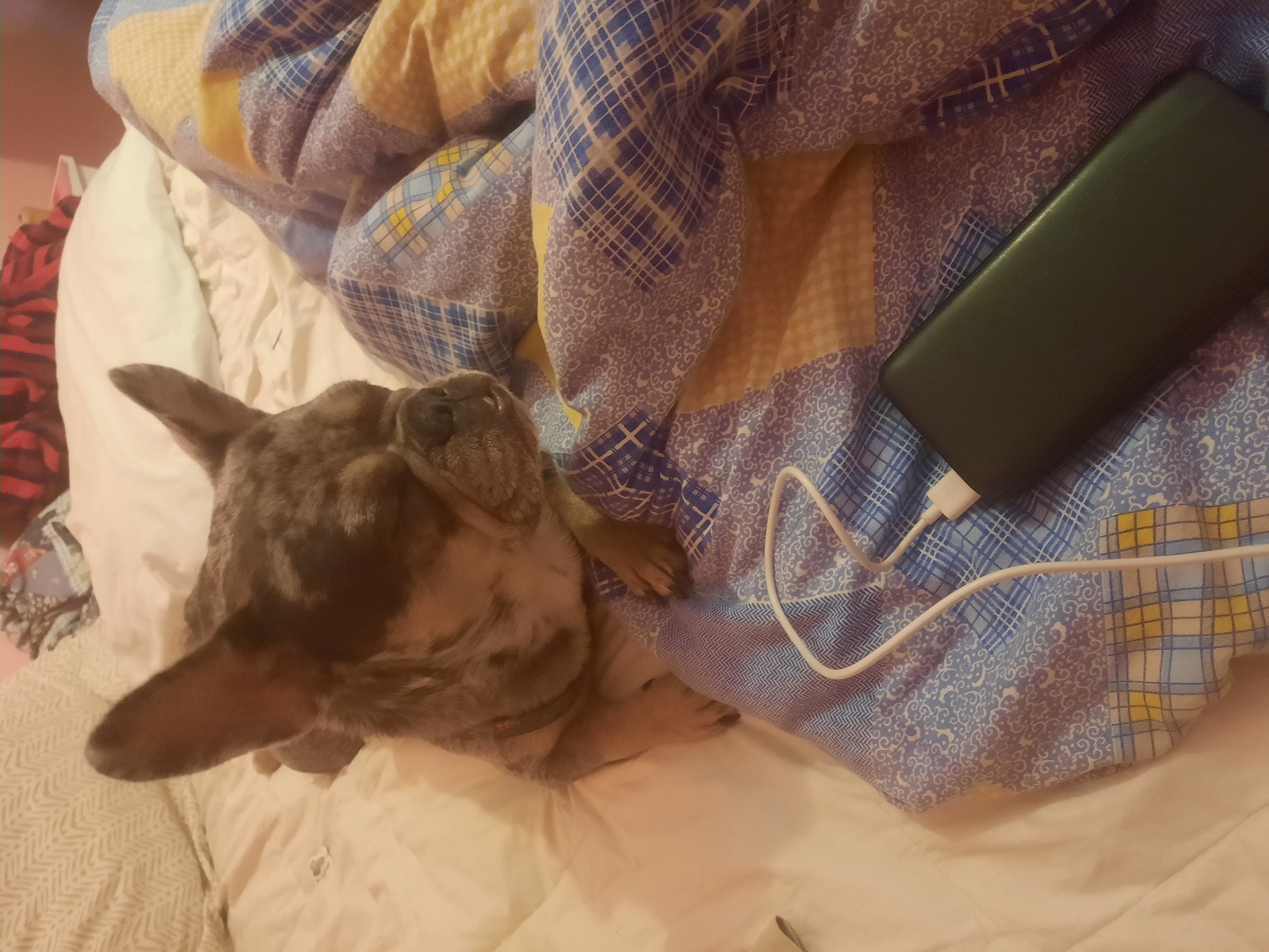 Фото перетримка песика