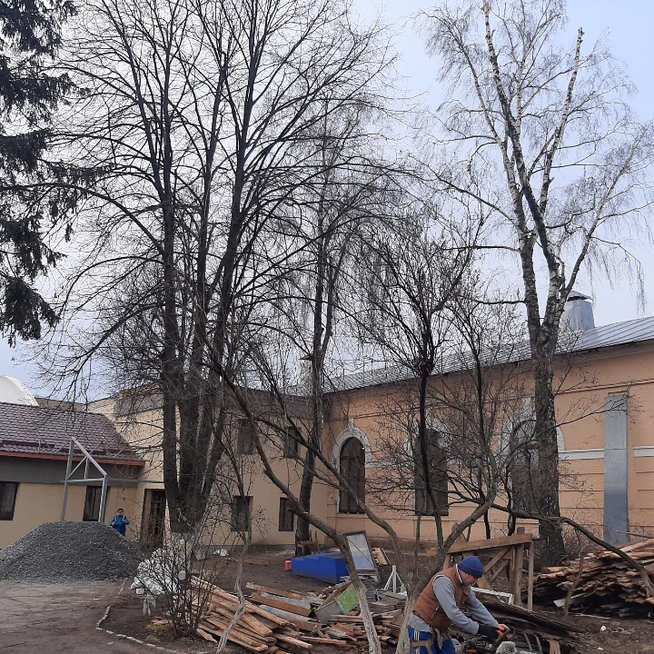 Фото Спил деревьев 1