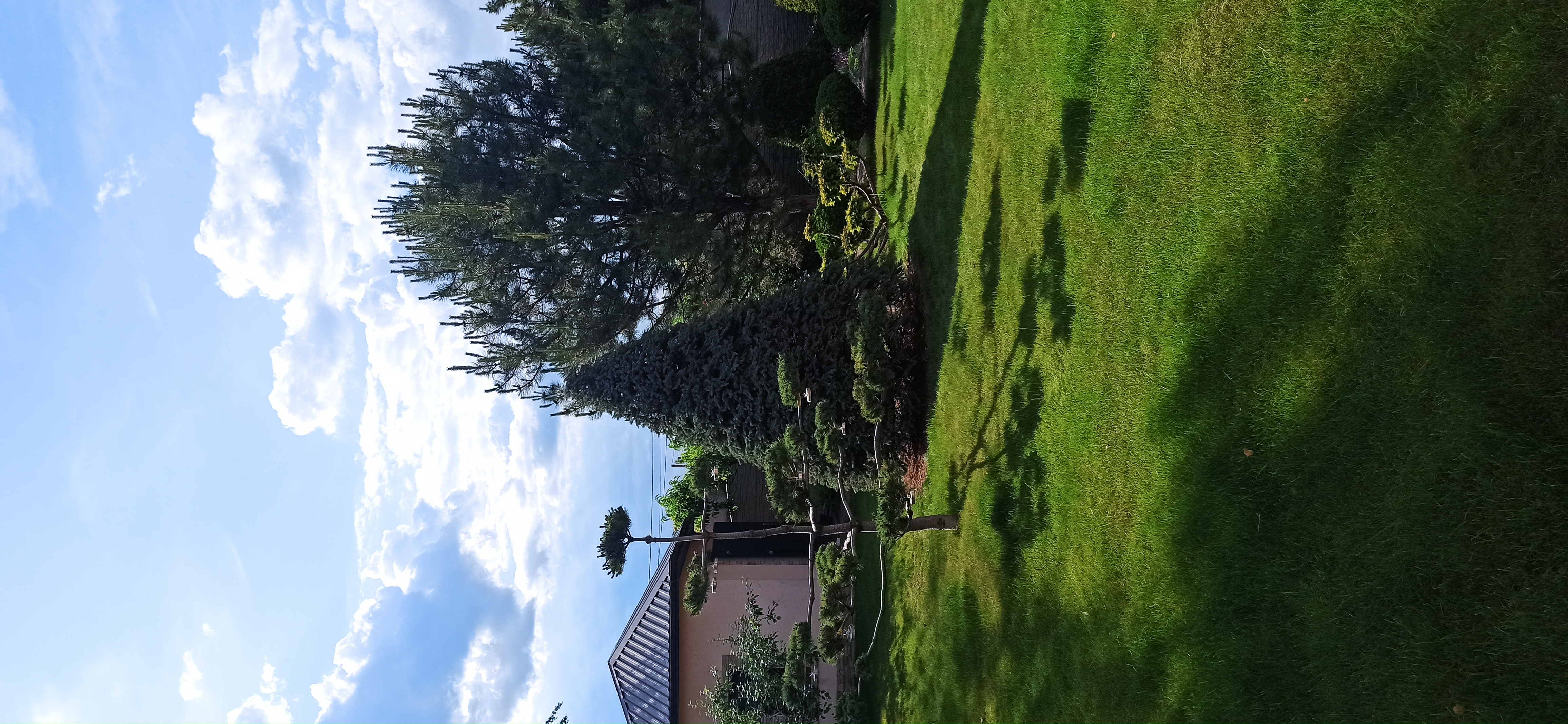 Фото ель под конус