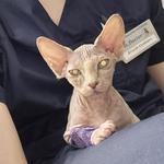 Онлайн-консультації для власників домашніх тварин (кішки, собаки, гризуни, птахи)