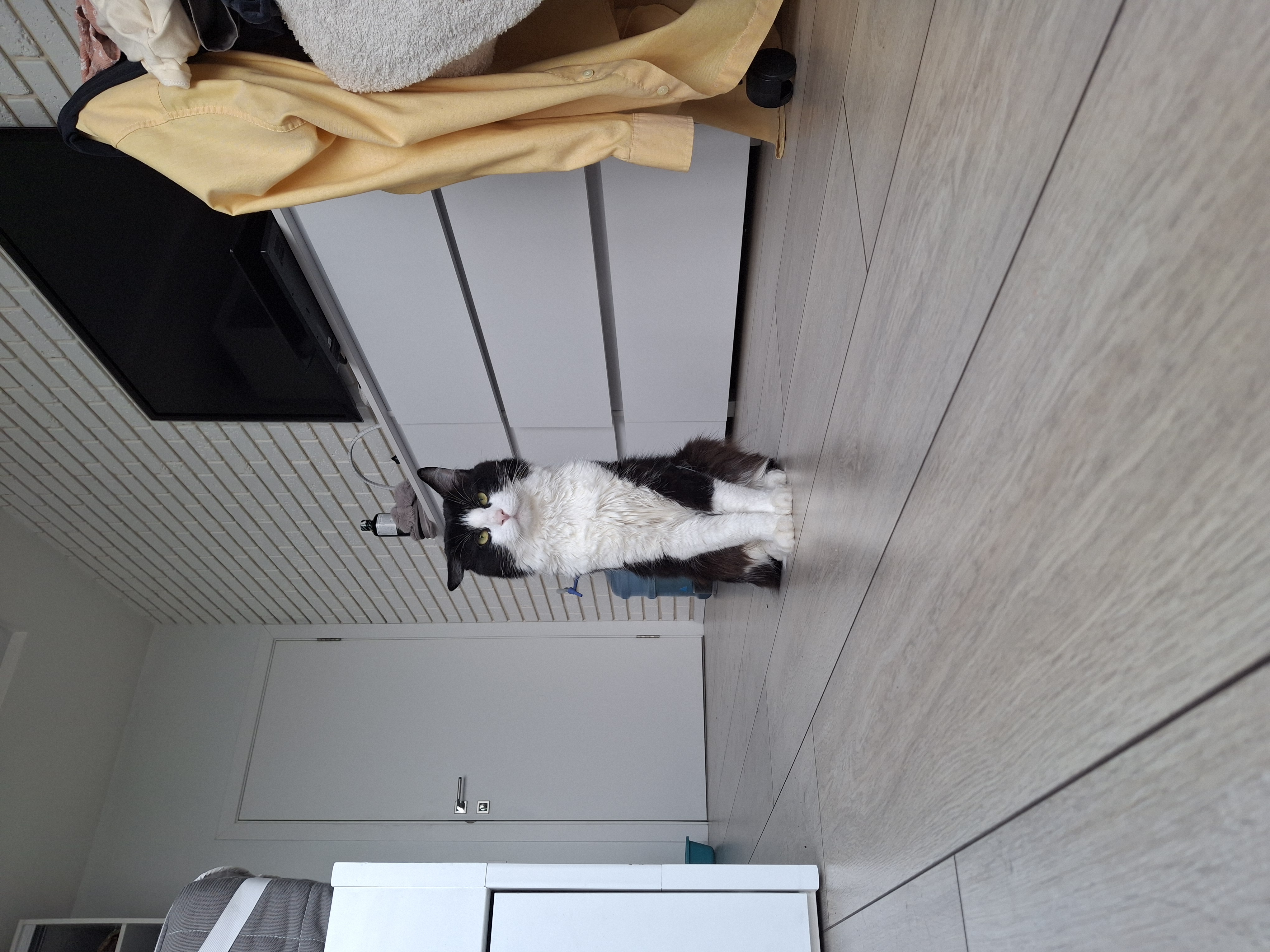 Фото Чудо котик, з яким нам було супер  комфортно і він залишився  задоволений.